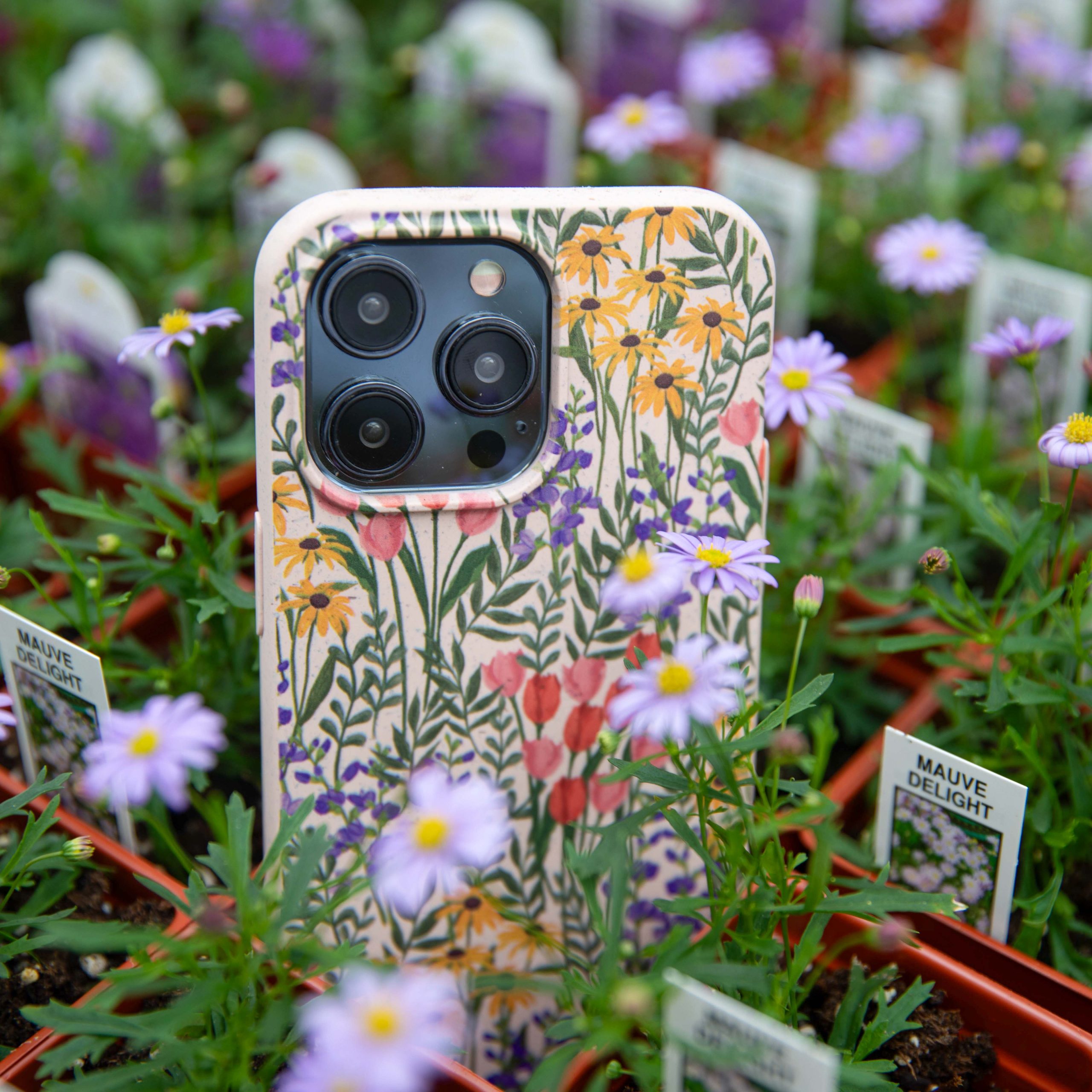 FLOWER-FIELD_S23_Seashell